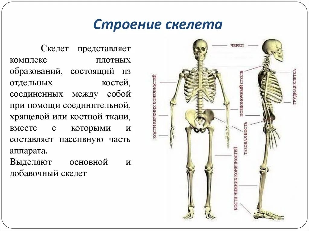 Скелет человека с названием костей 4 класс. Осевой скелет человека с названием костей. Строение скелета с названием костей. Костная система человека строение и состав скелета. Анатомия основные части скелета.