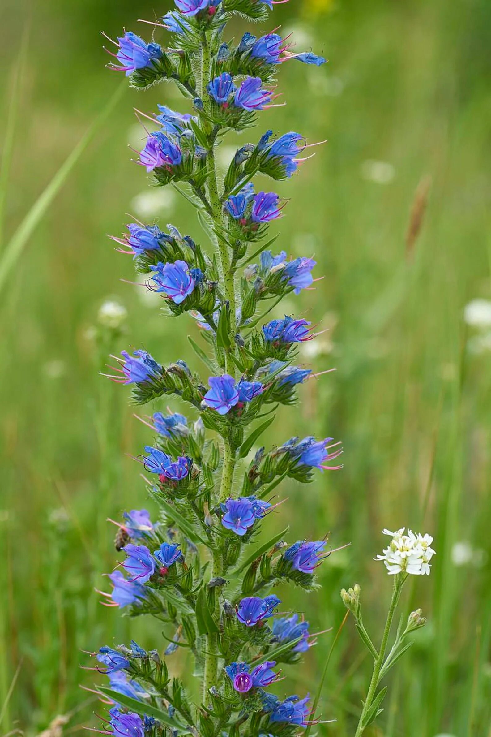 Трава синяк обыкновенный медонос фото. Синяк луговой. echium vulgare синяк обыкновенный. синяк обыкновенный, румянка (echium vulgare. синяк растение медонос.