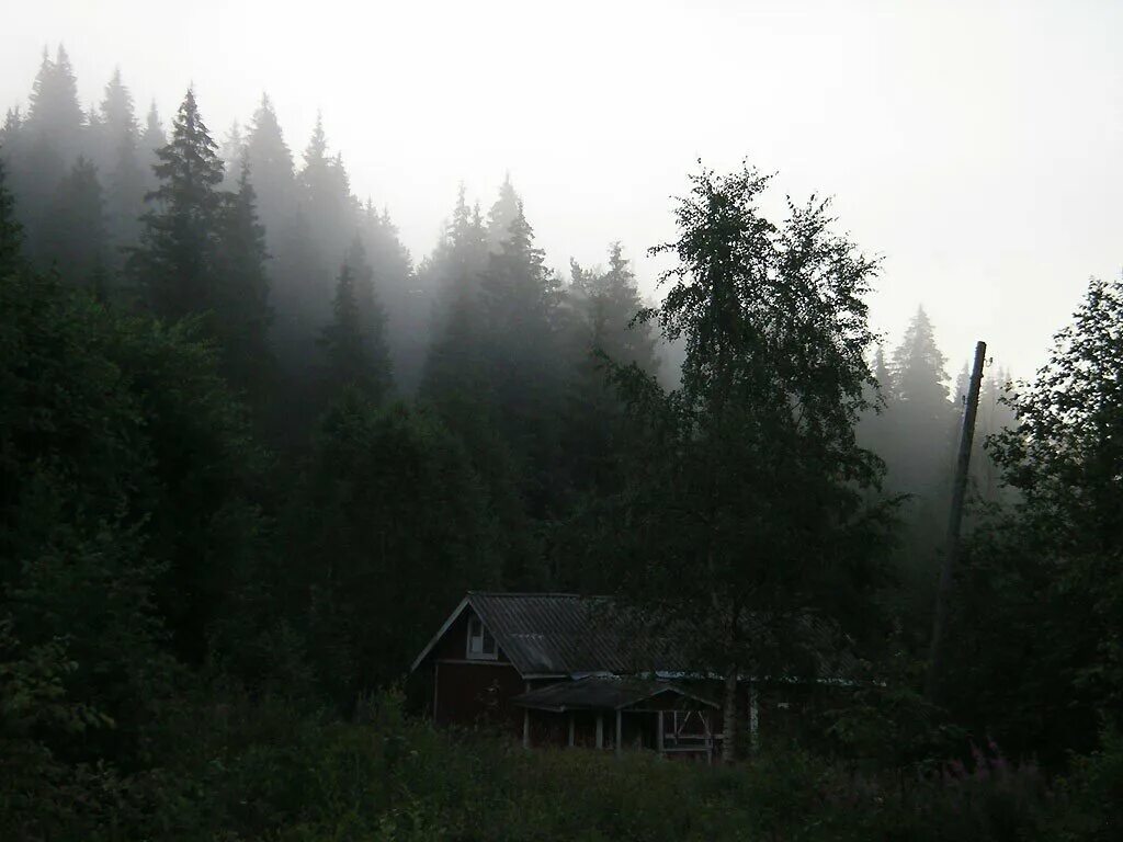 Gloomy village. Дома в лесу. Мрачная деревня в лесу. Домдвдтуманном лесу. Эстетика леса и деревни.