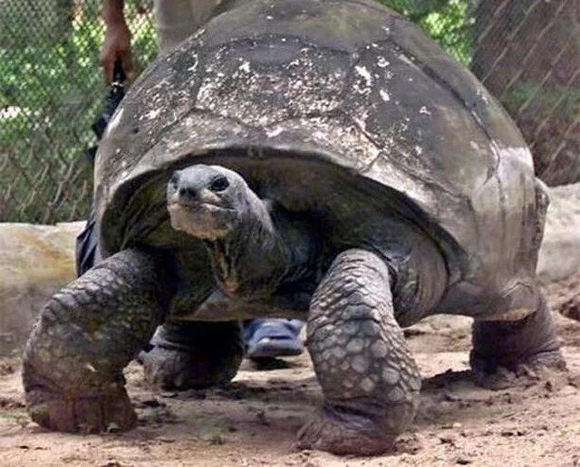 Гигантская черепаха Джонатан. Альдабрская черепаха Джонатан. Самец альдабрской черепахи Джонатан. Старейшая черепаха Джонатан. Черепахи живут 300