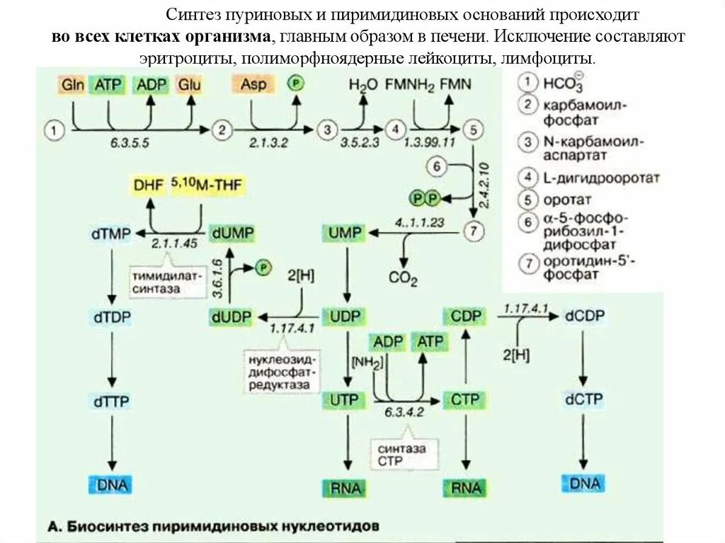 Схема пути синтеза пуриновых и пиримидиновых нуклеотидов. Синтез пуриновых и пиримидиновых. Схема биосинтеза пуриновых оснований. Основной путь синтеза пуриновых нуклеотидов.