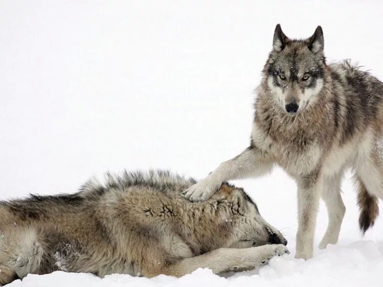 волк ждет волчицу. волк ждет волчицу. два волка. волк и волчица. душа волка.