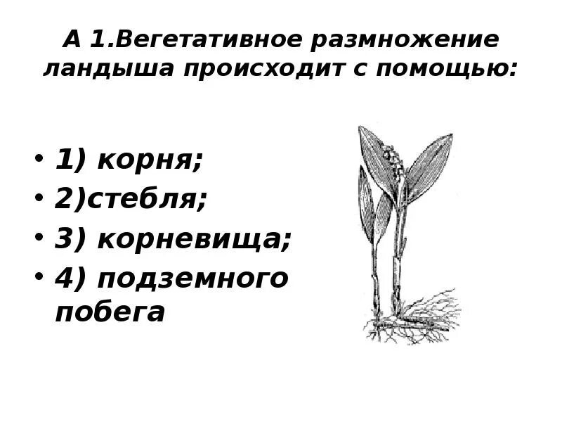 Вегетативное размножение. Вегетативное размножение осуществляется. Вегетативное размножение растений осуществляется с помощью. Способы вегетативного размножения 6 класс. Вегетативное размножение растений примеры таблица