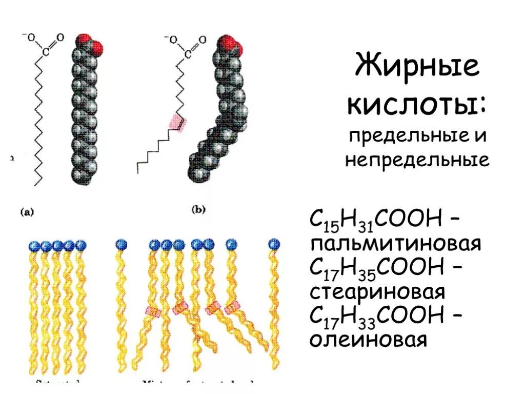 С15н31соон. Предельные и непредельные жирные кислоты. Непредельные жирные кислоты и предельные жирные кислоты. Жирные кислоты пальмитиновая стеариновая олеиновая. Высшие жирные кислоты на примере пальмитиновой и стеариновой.