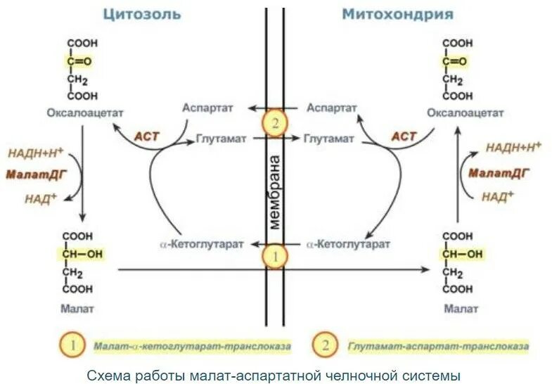 Транспорт ацила из митохондрии в цитозоль