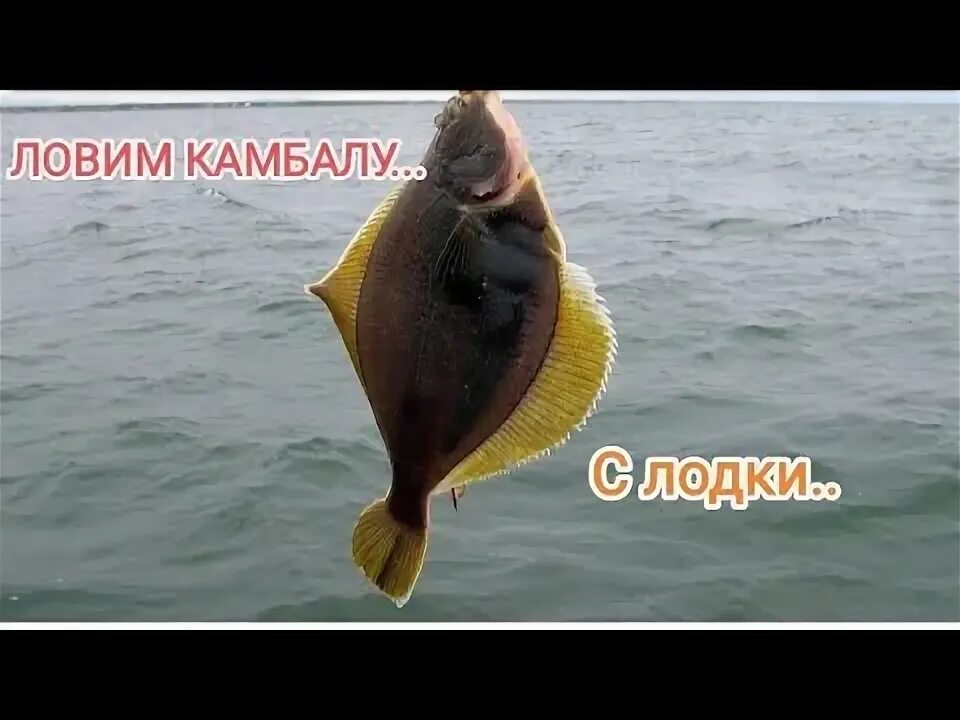 На что ловят камбалу во владивостоке Ловля камбалы. Уссурийский залив. Дальний восток YouTube
