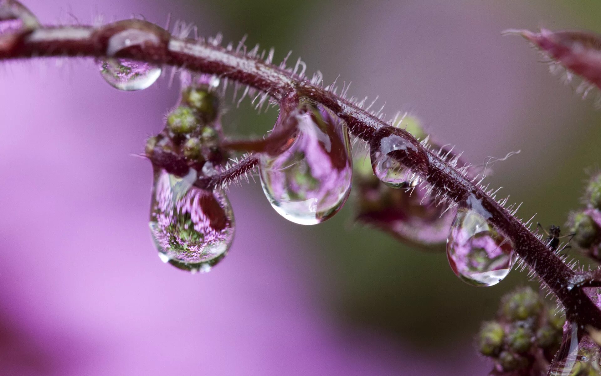 Drop flowers. Роса на цветах. Макросъемка природа. Макросъемка растений. Макросъемка цветов.