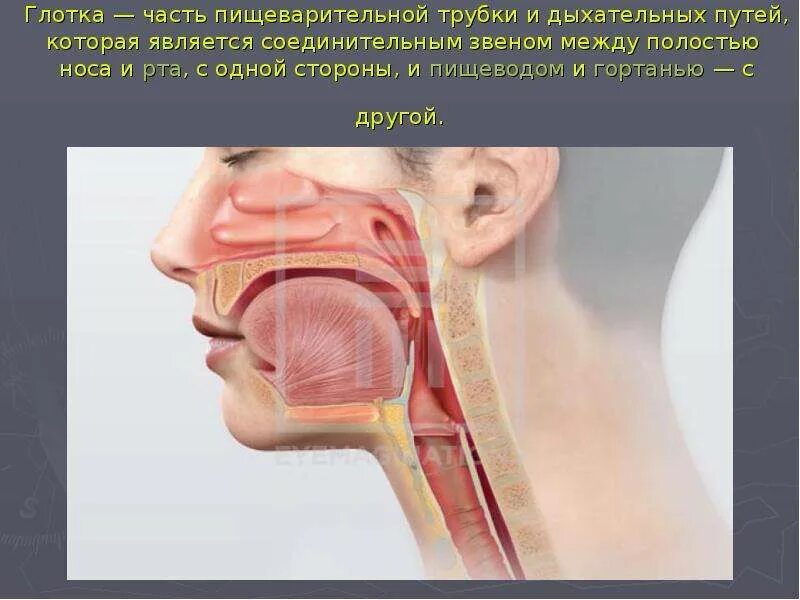 Наше питание. Пищеварительная система. Амалия Безбалинова лицей № 2 г. Сургут 3 