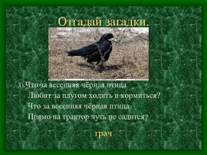 Черные птицы текст