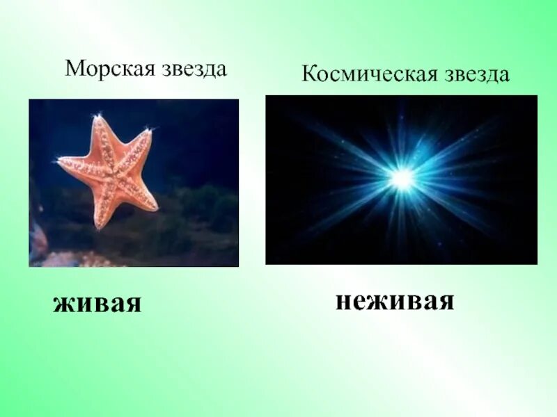 Звезда живая природа. Морская и Космическая звезда. Морская звезда Живая. Звезда Живая или неживая природа. Морская звезда Живая или неживая.