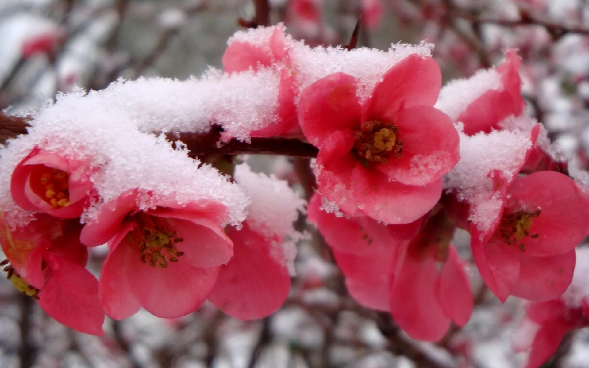Цветы которые цветут в марте. Зимние цветы. Цветы зимой. Цветок который цветет зимой. Дерево которое цветет зимой.