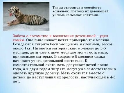 Развитие тигров