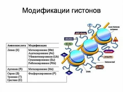 Процесс модификации