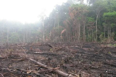 Destruction of wildlife