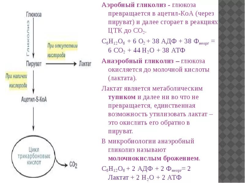 Аэробный гликолиз биохимия схема. Схема окисления Глюкозы. Аэробный гликолиз биохимия этапы. Гликолиз Глюкозы схема.