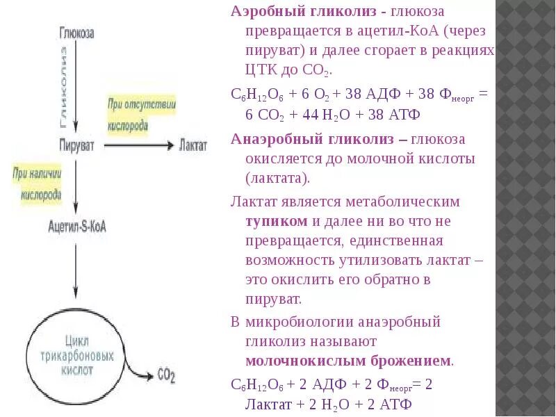 Анаэробное окисление атф. Аэробный гликолиз биохимия схема. Схема окисления Глюкозы. Аэробный гликолиз биохимия этапы. Гликолиз Глюкозы схема.