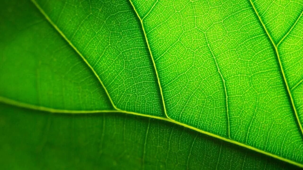 Купить зеленый лист. Зеленый лист. Лист с прожилками. Лист макро. Красивые зеленые листья.