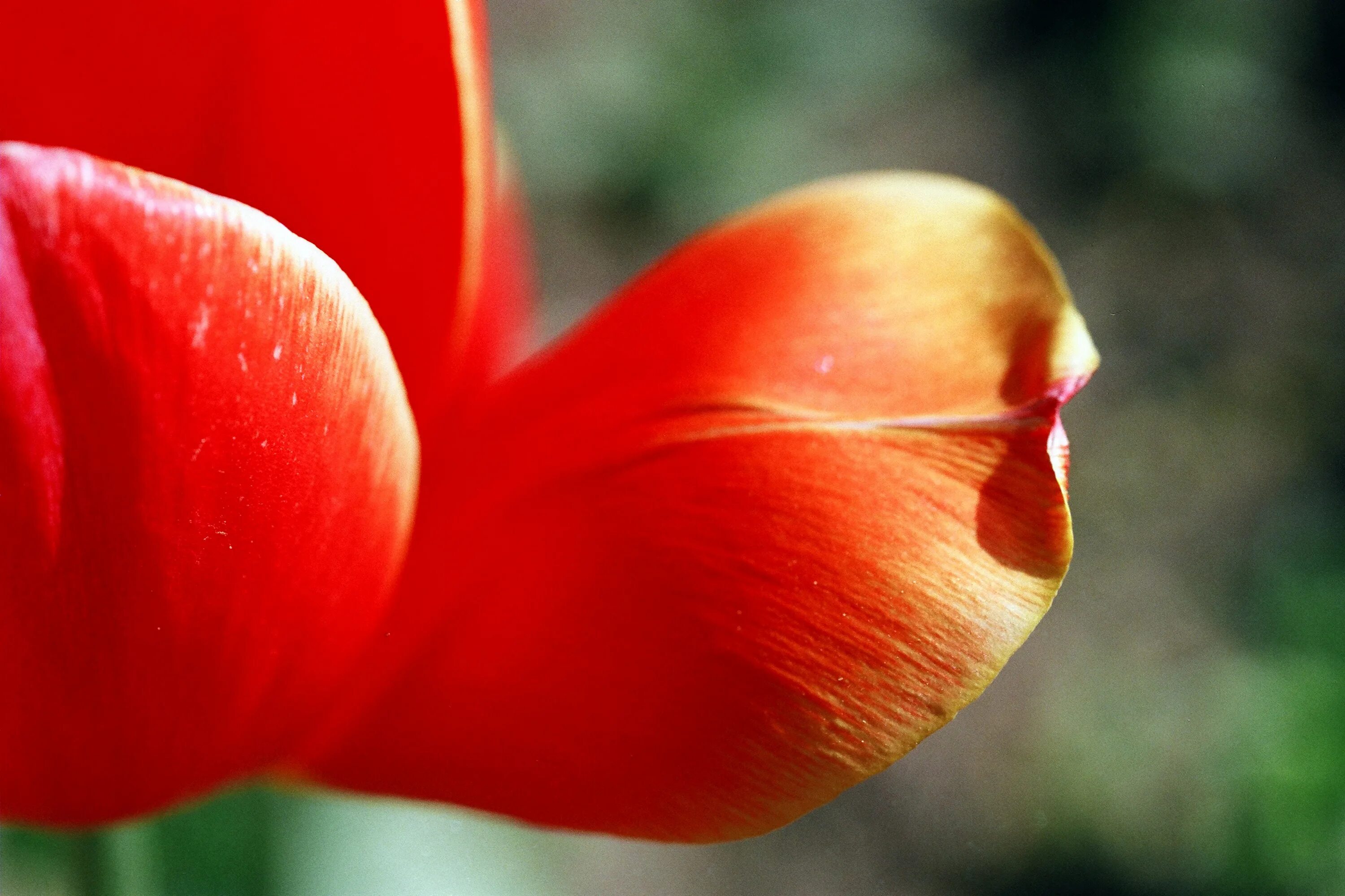 3 красных тюльпана. Тюльпан Кассини красный. Красные тюльпаны. Тюльпаны макро. Тюльпаны крупно.