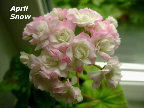 Эйприл сноу. Пеларгония эйприл сноу. Пеларгония розебудная april snow. Пеларгония эйприл сноу. Герань эйприл сноу.