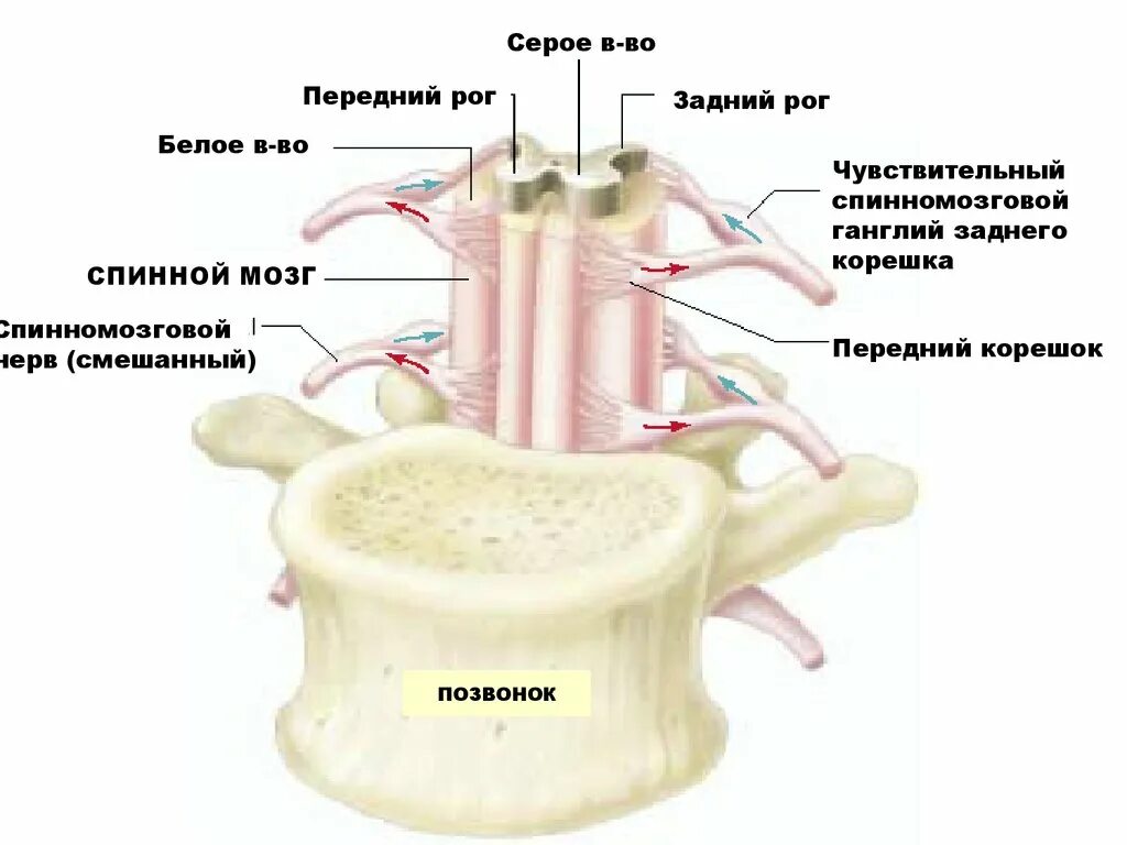 Двигательный передние рога спинного мозга. Передние и задние рога спинного мозга. Передние рога спинного мозга. Передний и задний корешки спинного мозга. Строение заднего рога спинного мозга.