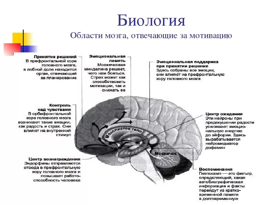 Что отвечает за действия человека. Структурные отделы головного мозга. Отдел головного мозга отвечающий за эмоции. Отделы головного мозга отвечающие за память. Мотивационные структуры мозга.