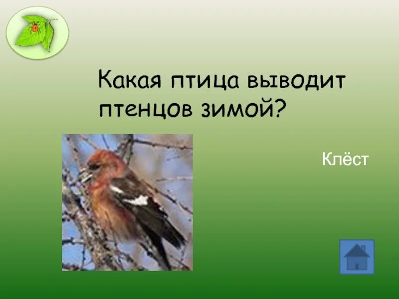 Почему клесты выводят птенцов зимой ответ 2. Клест выводит птенцов зимой. какая птица выводит своих птенцов зимой. какие птицы выводят птенцов зимой клест. клест выводит птенцов зимой почему.