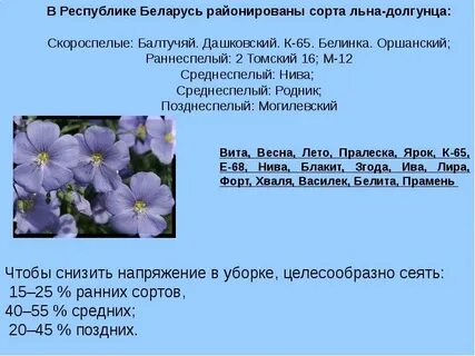 Лен долгунец районы выращивания