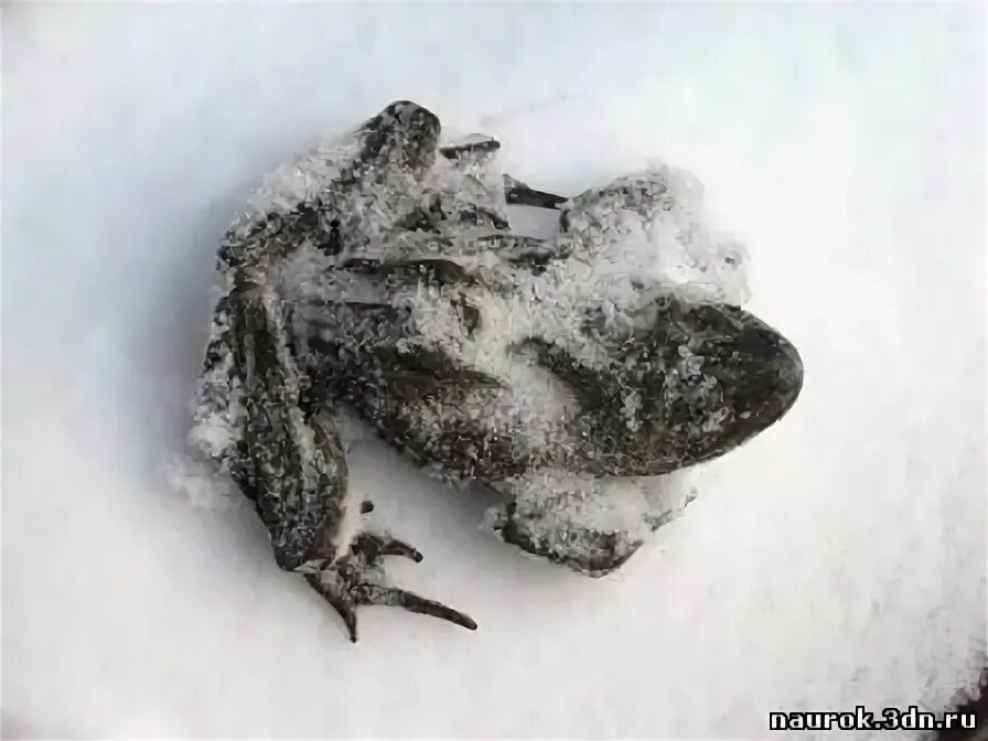 Лягушка зимой. Замерзшая лягушка. Лягушка во льду. Анабиоз лягушки