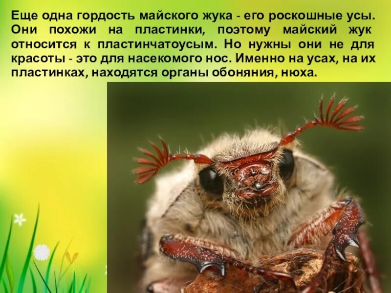 Функции усиков у майского жука. Фасеточные глаза майского жука. усики майского жука. майский жук отряд. тип усиков майского жука.