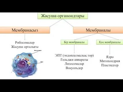 Жанр бойынша неміс порносы