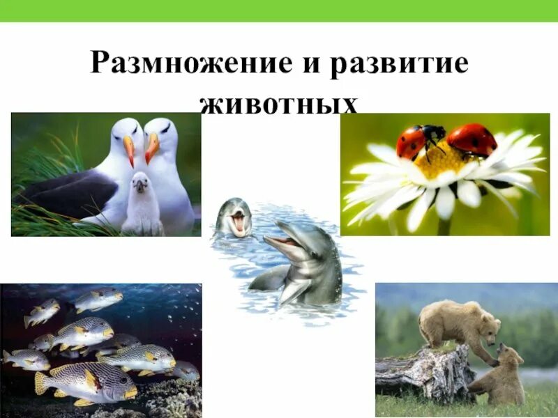 Размножение и развитие животных. Размножение зверей. Цепочка размножения животных. Презентация размножение животных. Размножение животных рыбы