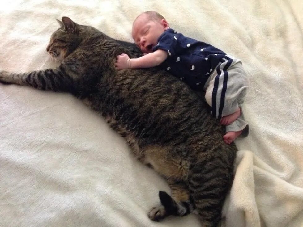 Кот не любит детей. Огромная кошка. Кошка для детей. Огромный кот. Дети и коты.