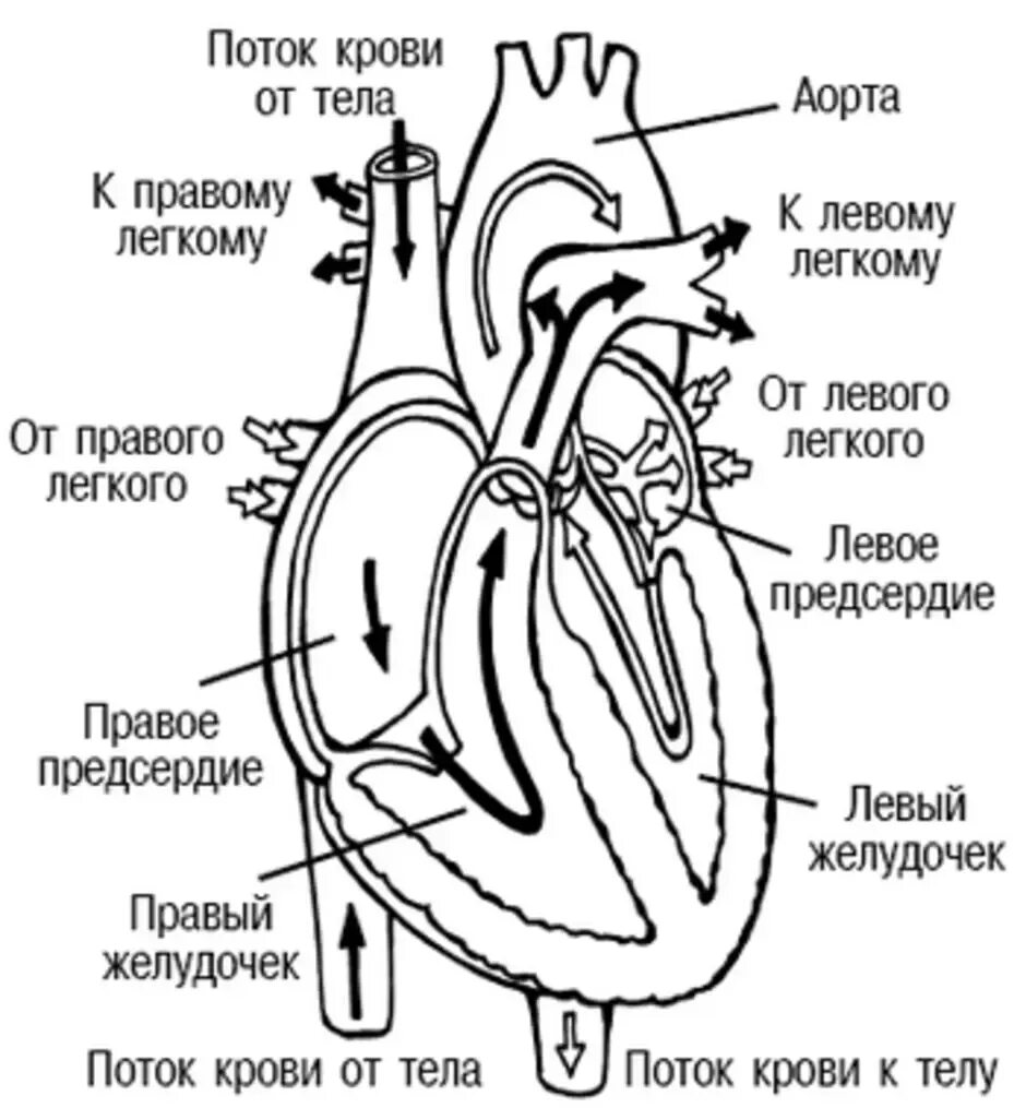 Какая структура сердца человека изображена на рисунке. Строение сердца человека схема. Строение сердца человека рисунок. Схема внутреннего строения сердца. Строение сердца анатомия человека с подписями.