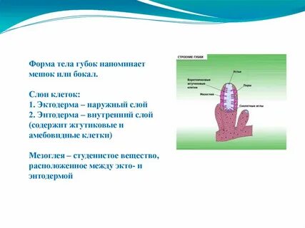 Слои губки