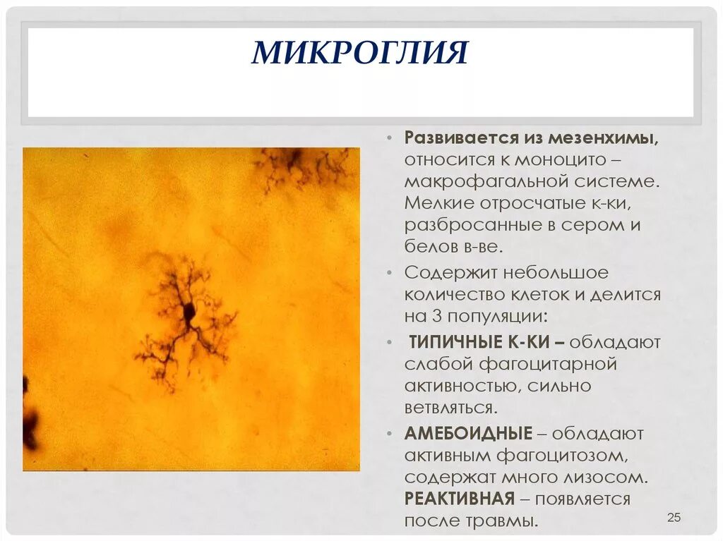 Клетки микроглии. Микроглия гистология препарат. микроглия нервной ткани. строение и функции микроглии. гистология функция клеток микроглии.