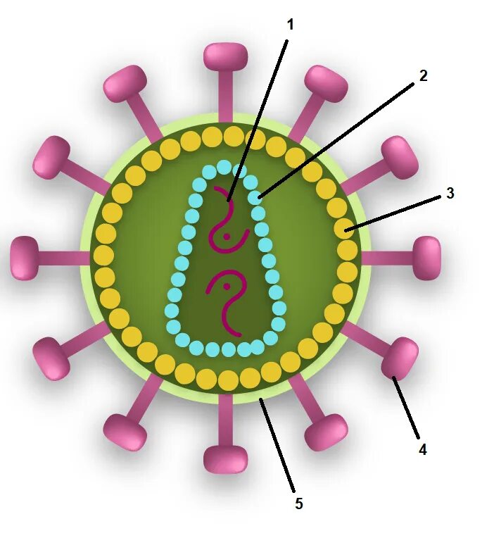 Белковый капсид. Белковый капсид вируса. Вирус Сендай капсид. Капсид вируса рисунок. Модель вируса СПИДА.