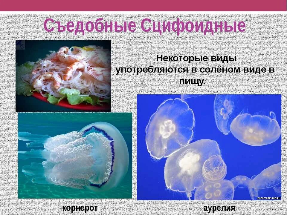 Гидроидные и сцифоидные. Кишечнополостные сцифоидные медузы. тип кишечнополостные медузы. биология 7 класс сцифоидные медузы. тип кишечнополостные класс сцифоидные 7 класс.