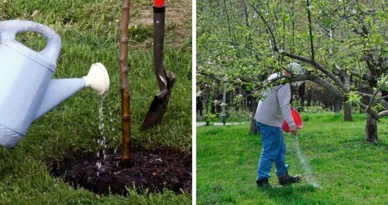 Капельный полив плодовых деревьев. Полив взрослого дерева. Черенки подвоев яблони. Как часто поливать яблоню. Как часто поливать яблоню.