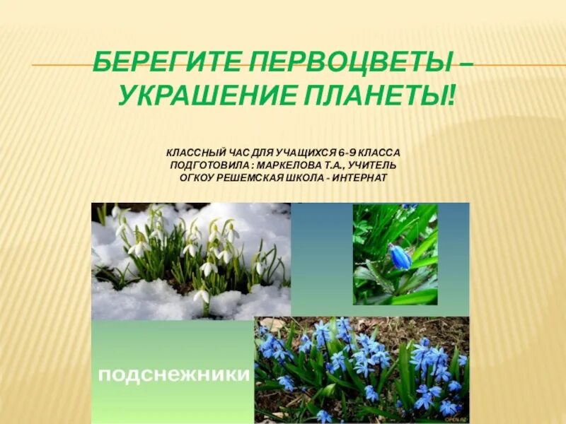 Берегите первоцветы. Первоцветы презентация. Первоцветы классный час. Берегите первоцветы презентация.