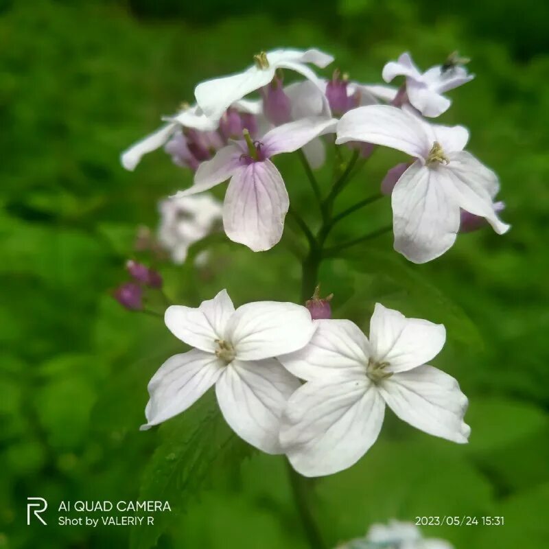 лунария волошин. энергия лилит. лилит царица ночи. лунник оживающий. лилит лунник.