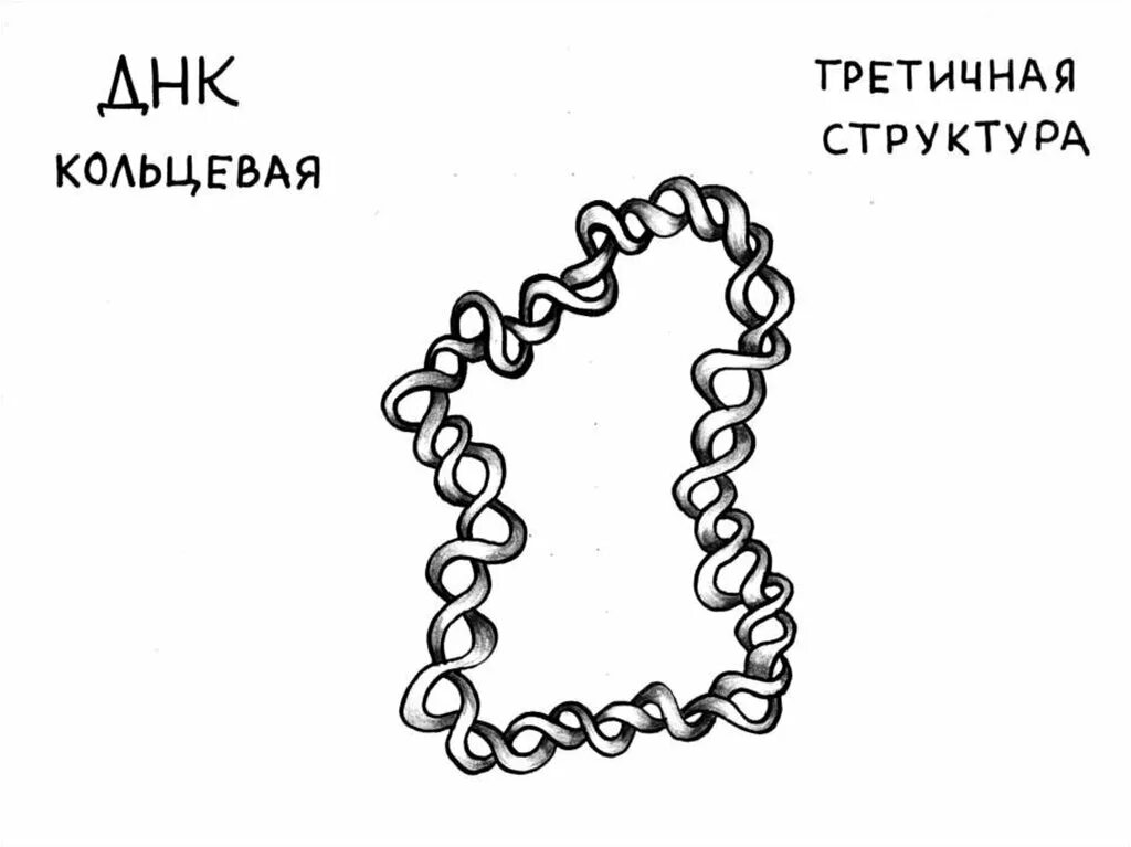 Кольцевая днк характерна для. Кольцевая ДНК. Кольцевая и линейная ДНК. Кольцевая молекула ДНК. Кольцевая структура ДНК.