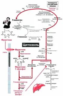 Фруктоза в печени превращается
