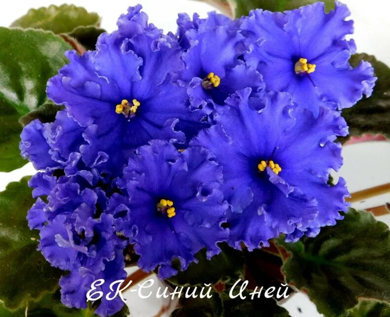 Узамбарская фиалка синяя. Фиалка блю аура. Фиалка delft imperial. Фиалка узамбарская сенполия голубая. Фиалка голубой туман морев.