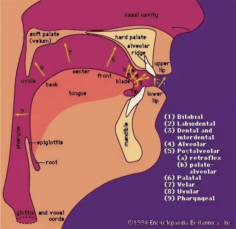 Passive organs of speech. Articulatory phonetics. organs of speech phonetics. organs of speech articulation. articulation is in phonetics.