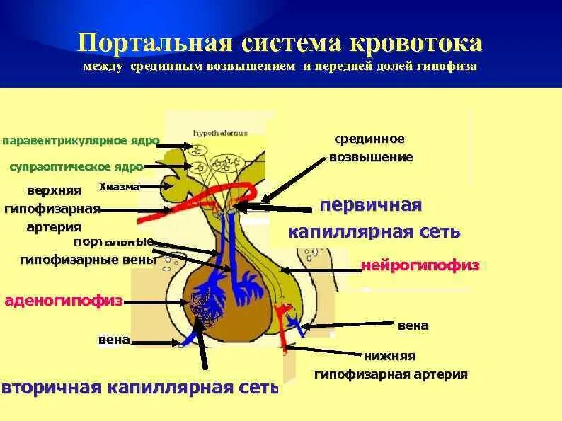 Гипоталамо-гипофизарная система чудесная сеть. Гипофиз и гипоталамус воротная Вена. Воротная Вена гипоталамуса. Гипофизарная воротная Вена. Гипофиза гипоталамо гипофизарная система