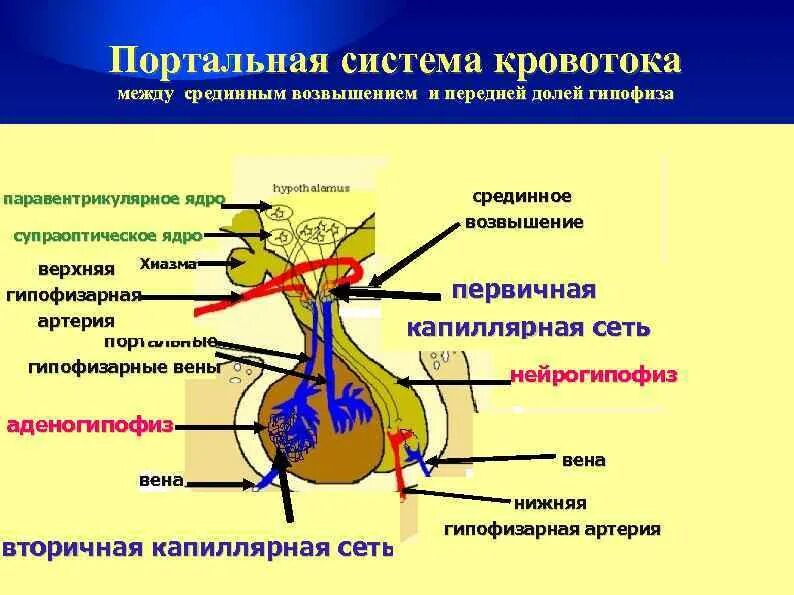 Гипофиз система. Гипоталамо-гипофизарная система чудесная сеть. гипофиз и гипоталамус воротная вена. воротная вена гипоталамуса. гипофизарная воротная вена.