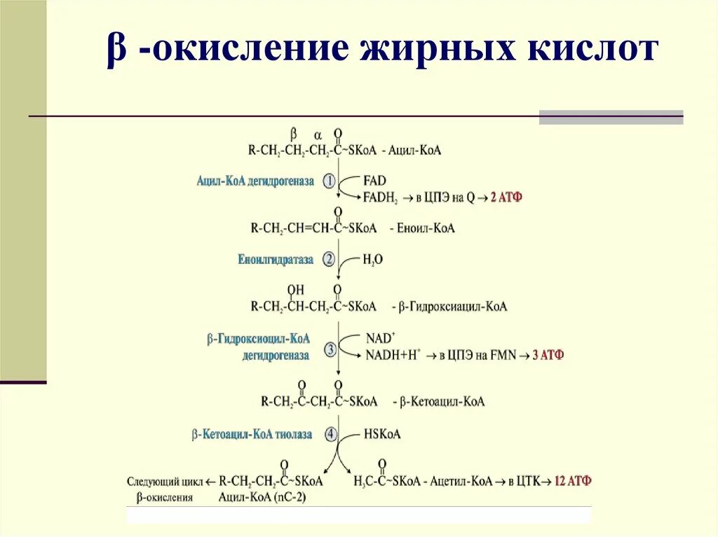 Процесс бета окисления жирных кислот таблица. Этапы бета окисление жирных кислот биохимия. Цикл бета окисления жирных кислот. Промежуточные продукты бета окисления жирных кислот. Реакции бета окисления