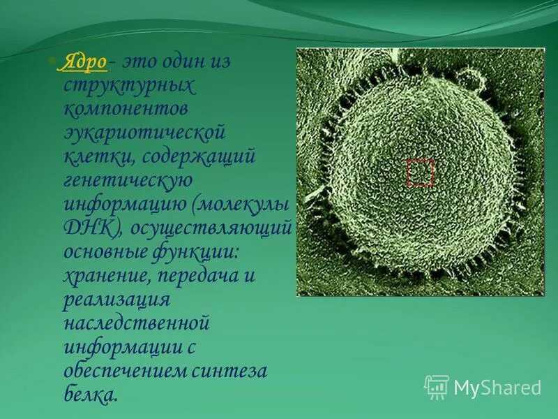 Ядро строение и функции таблица биология. Процессы происходящие в ядре. Процессы жизнедеятельности клетки регулируются в. Клетки содержат генетическую информацию. Наследственная информация в клетке содержится.