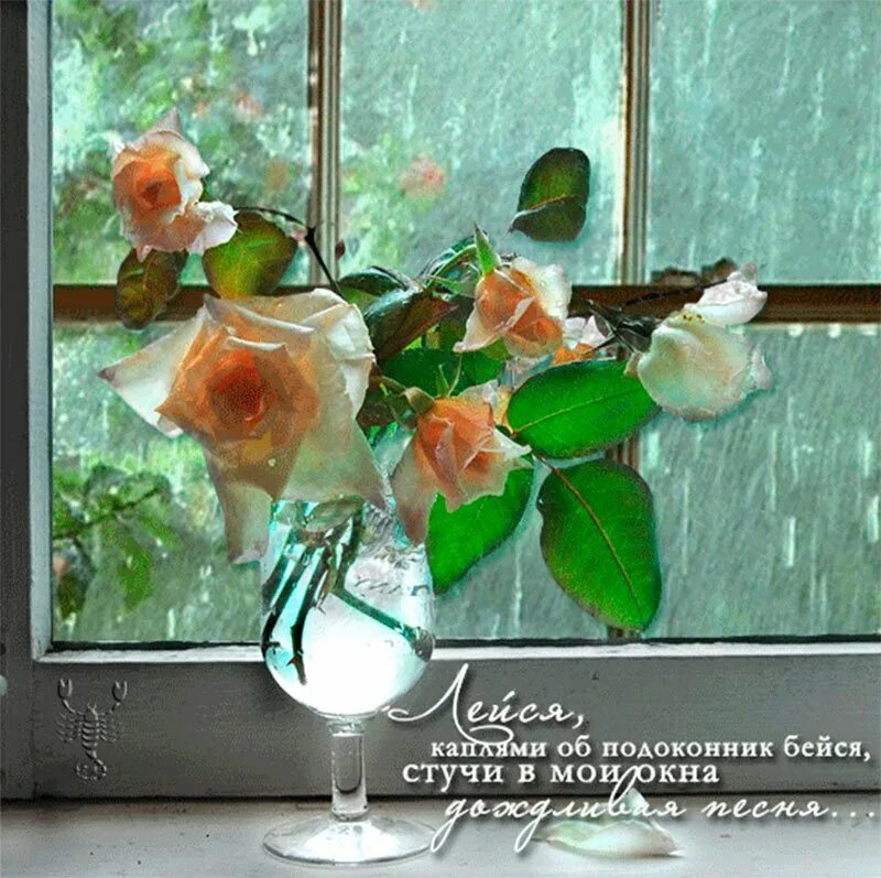 Капля лета слова. Цветы на окне. Открытки с добрым дождливым утром. Весенние цветы на окне.