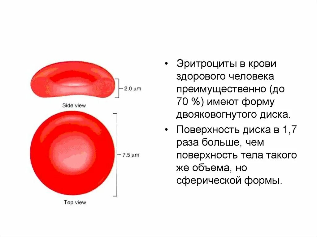 Строение эритроцита человека. Эритроцит схема строения. Форма и строение эритроцитов человека. Площадь поверхности эритроцитов. Строение эритроцитов в крови человека.